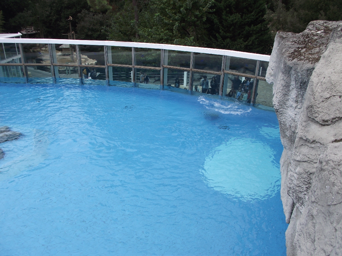 Polar Bear Upper Viewing Area #2