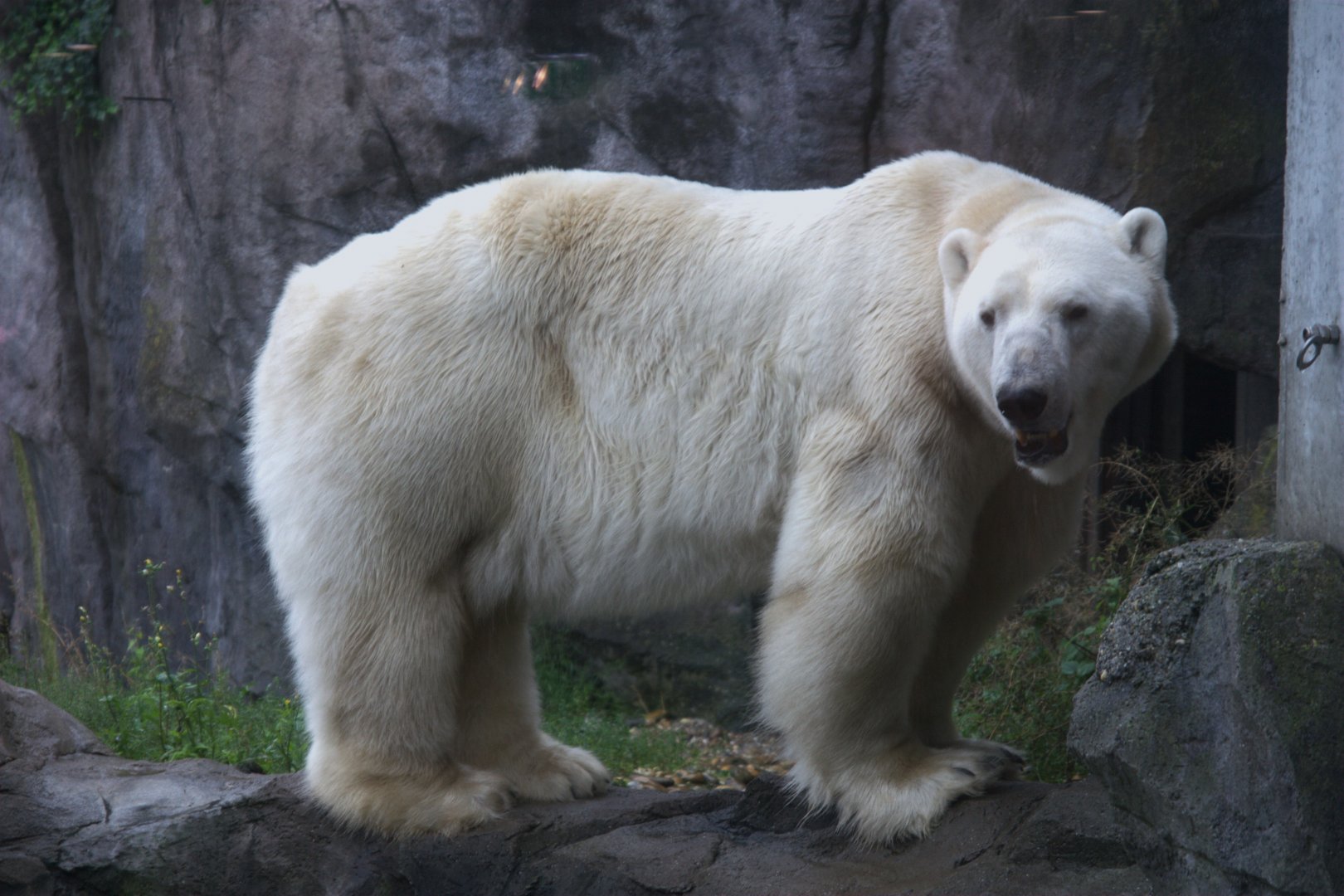 Polar Bear (Ursus maritimus), 10-09-25