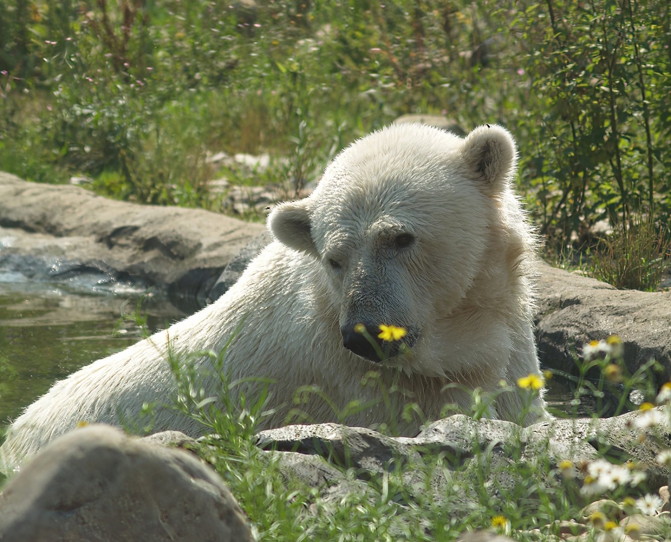 Polar bear (Ursus maritimus), 2007-07-15