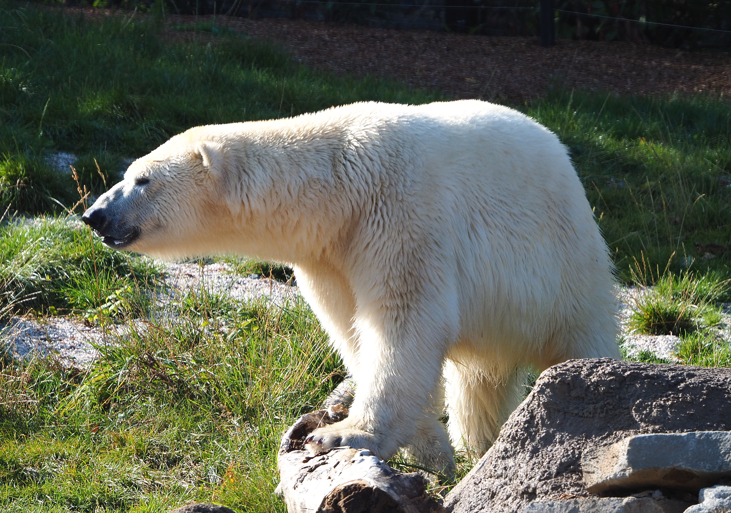 Polar bear (Ursus maritimus), 2020-09-02