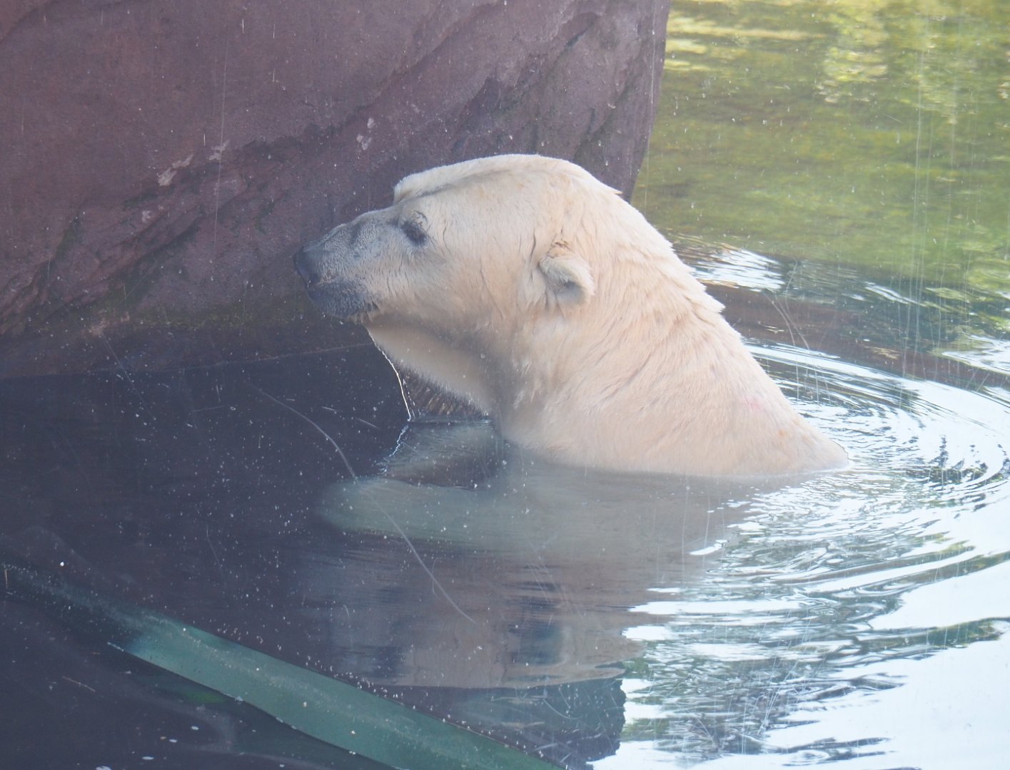 Polar bear (Ursus maritimus), 2021-09-03