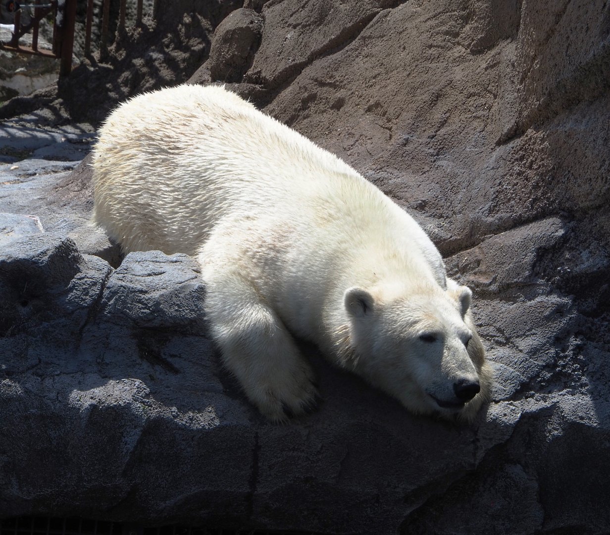 Polar bear (Ursus maritimus), 2022-06-28
