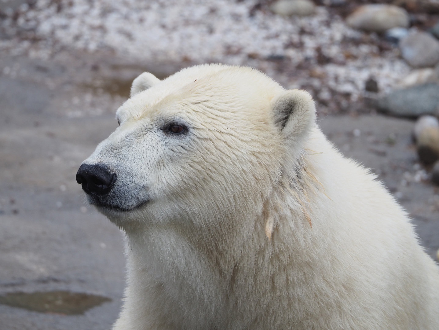 Polar bear (Ursus maritimus), 2022-09-14
