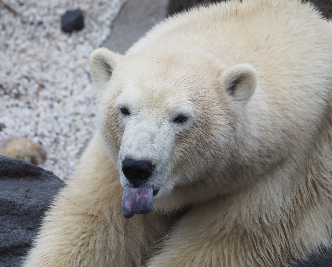Polar bear (Ursus maritimus), 2022-09-14