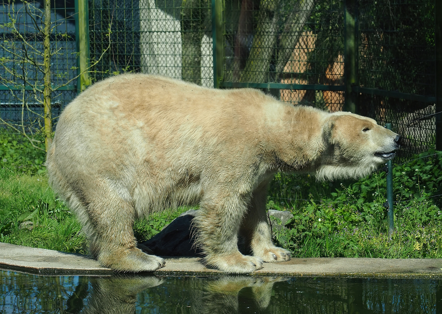 Polar bear (Ursus maritimus), 2023-04-30