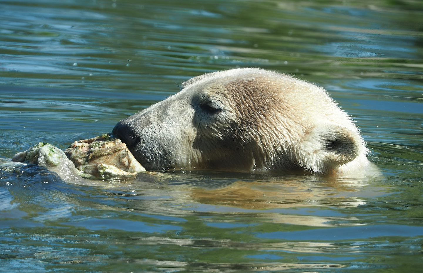 Polar bear (Ursus maritimus), 2023-04-30