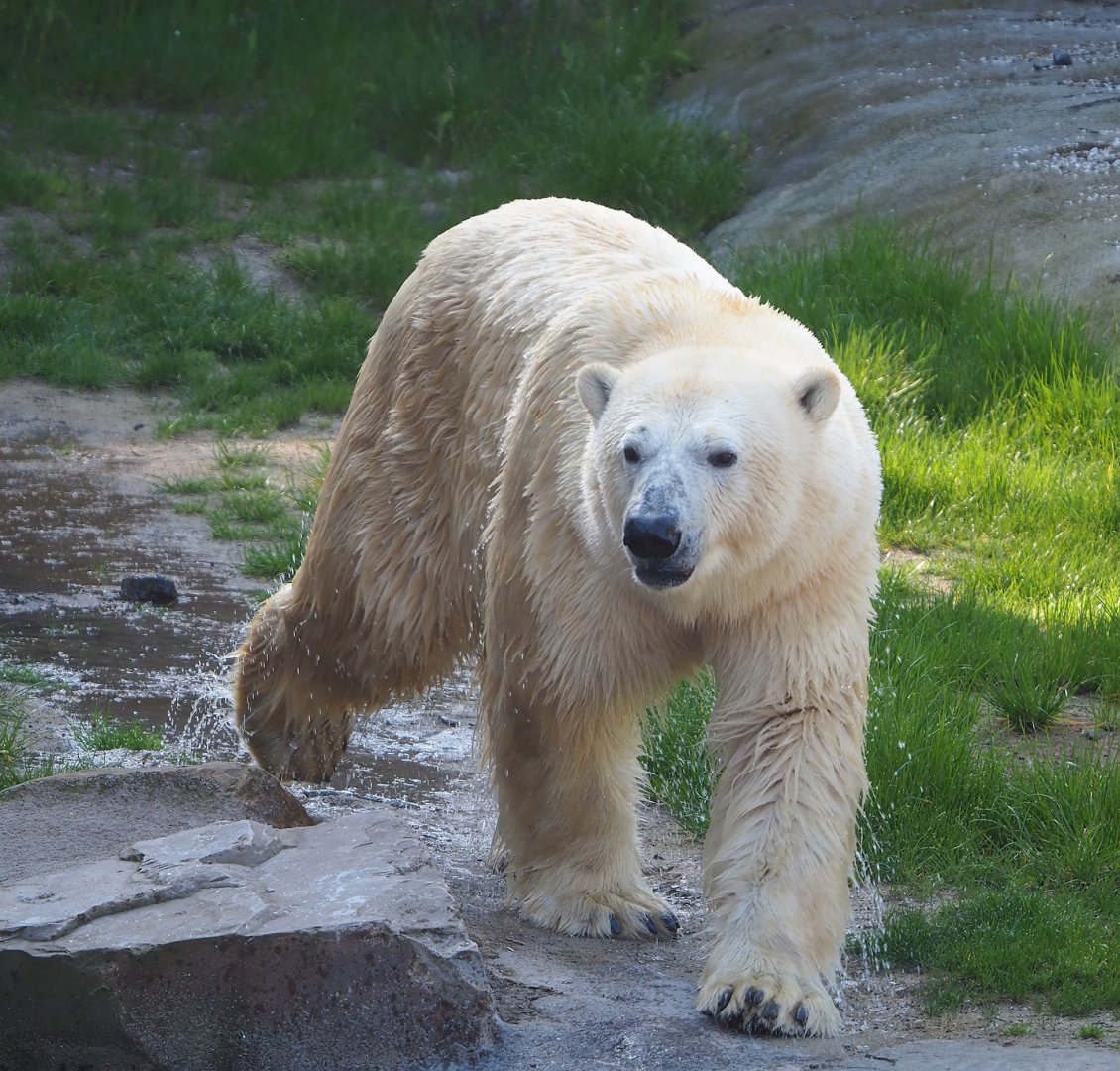 Polar bear (Ursus maritimus), 2023-05-16