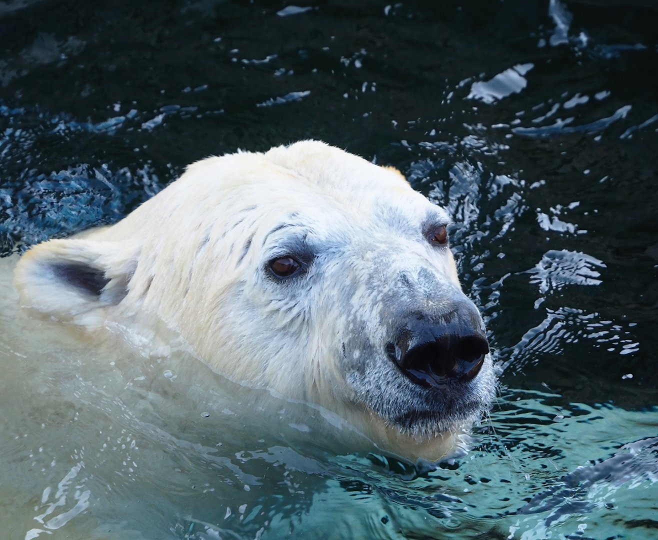 Polar bear (Ursus maritimus), 2023-05-16