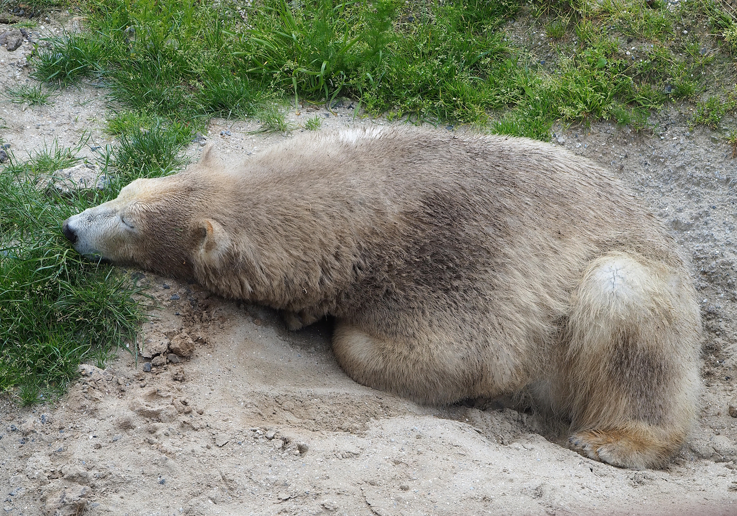 Polar bear (Ursus maritimus), 2023-05-16