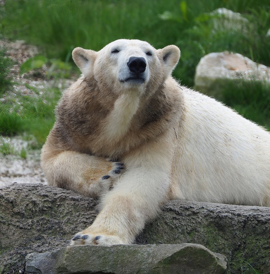 Polar bear (Ursus maritimus), 2023-05-16