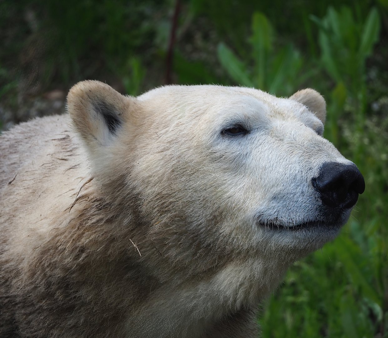 Polar bear (Ursus maritimus), 2023-05-16
