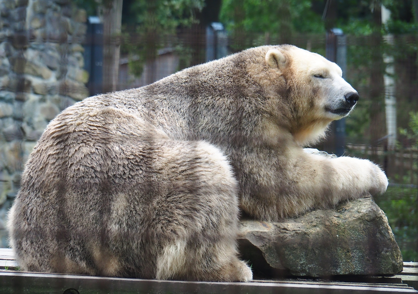 Polar bear (Ursus maritimus), 2023-08-17