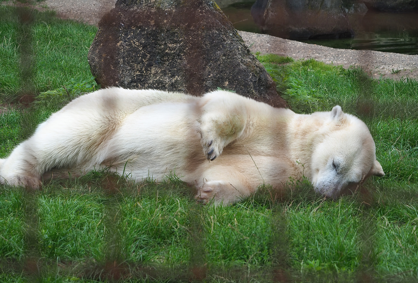 Polar bear (Ursus maritimus), 2023-08-17