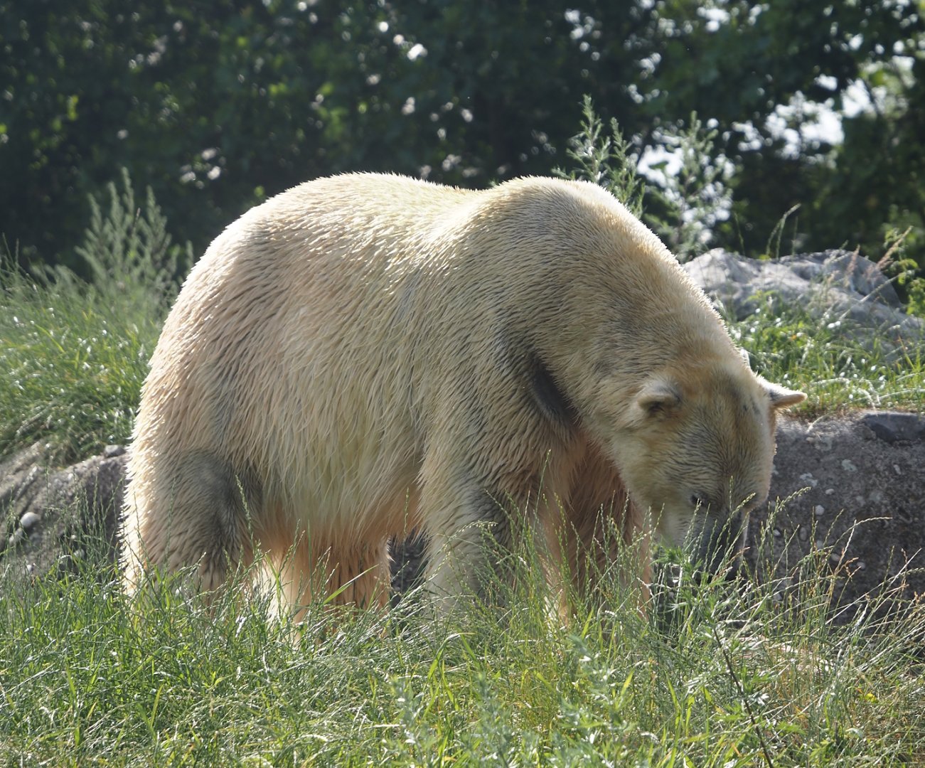 Polar bear (Ursus maritimus), 2024-06-30