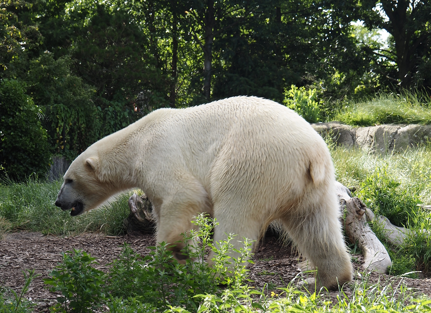 Polar bear (Ursus maritimus), 2024-06-30