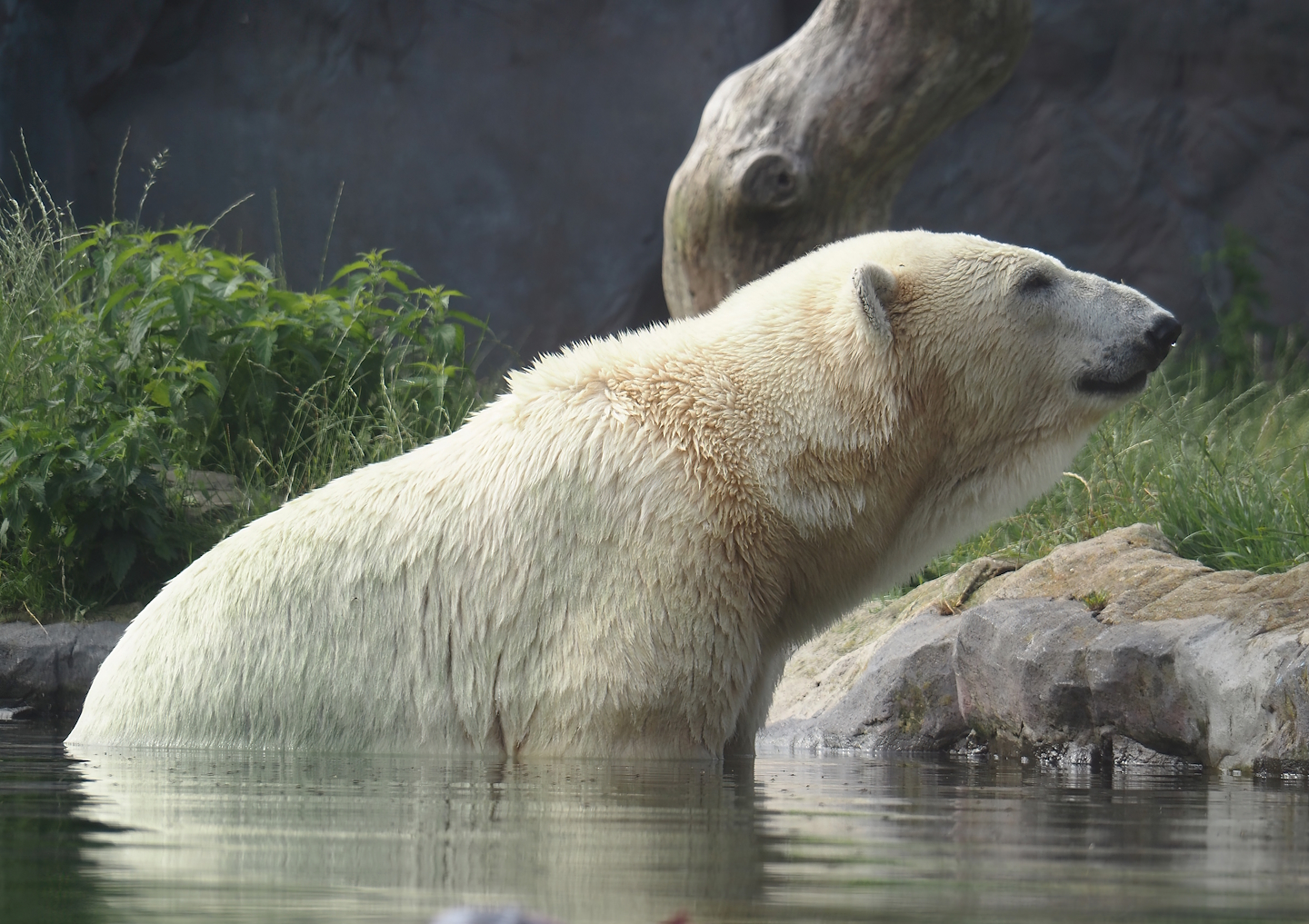 Polar bear (Ursus maritimus), 2024-08-05