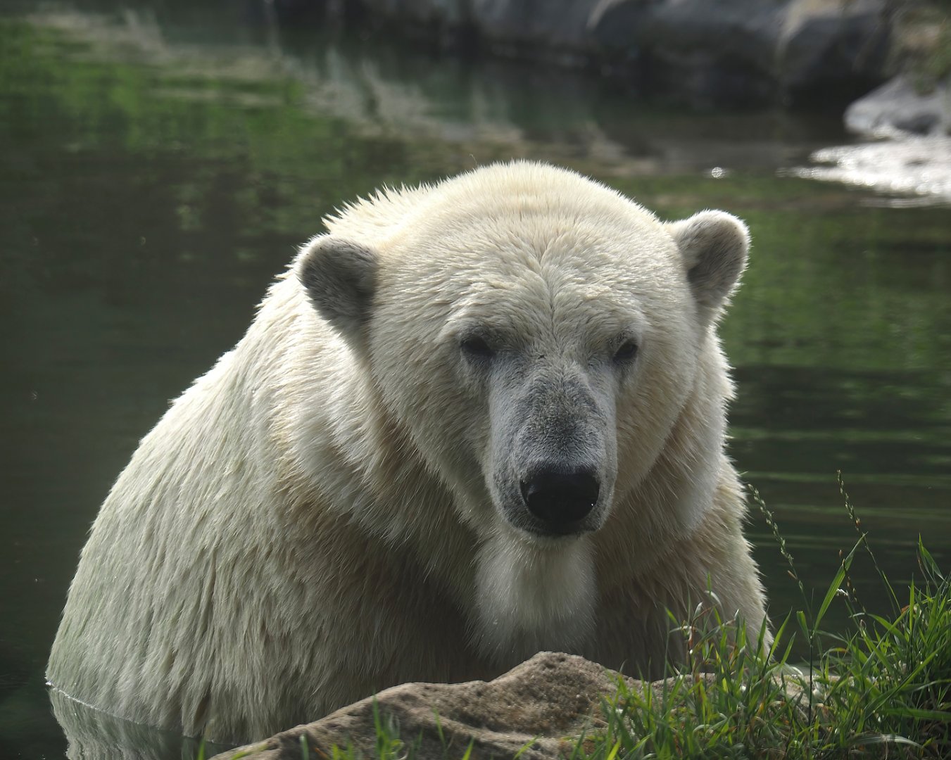 Polar bear (Ursus maritimus), 2024-08-05