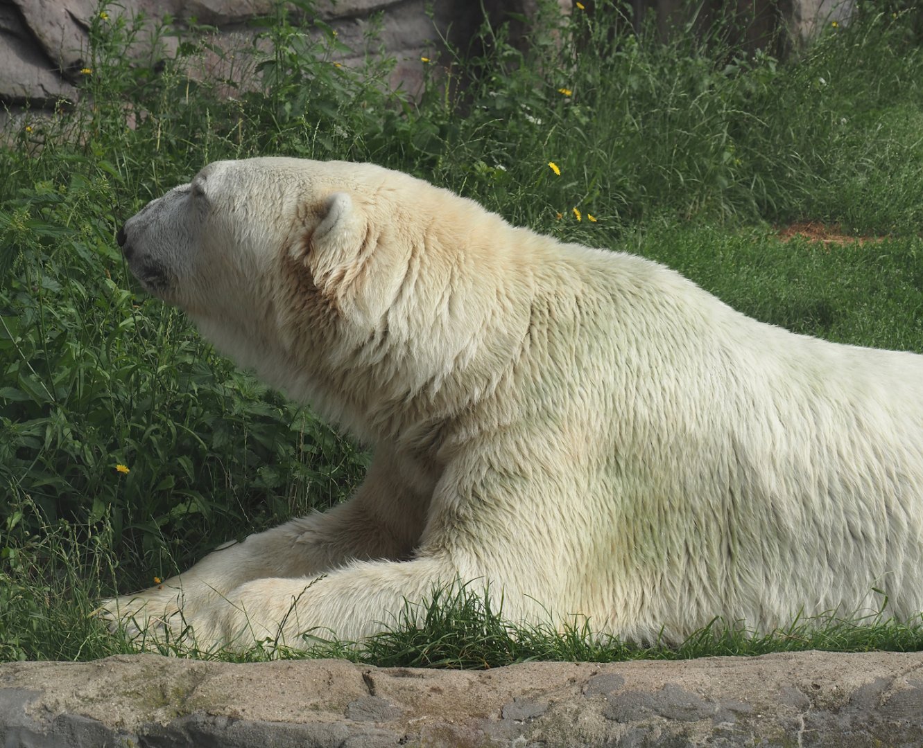 Polar bear (Ursus maritimus), 2024-08-05