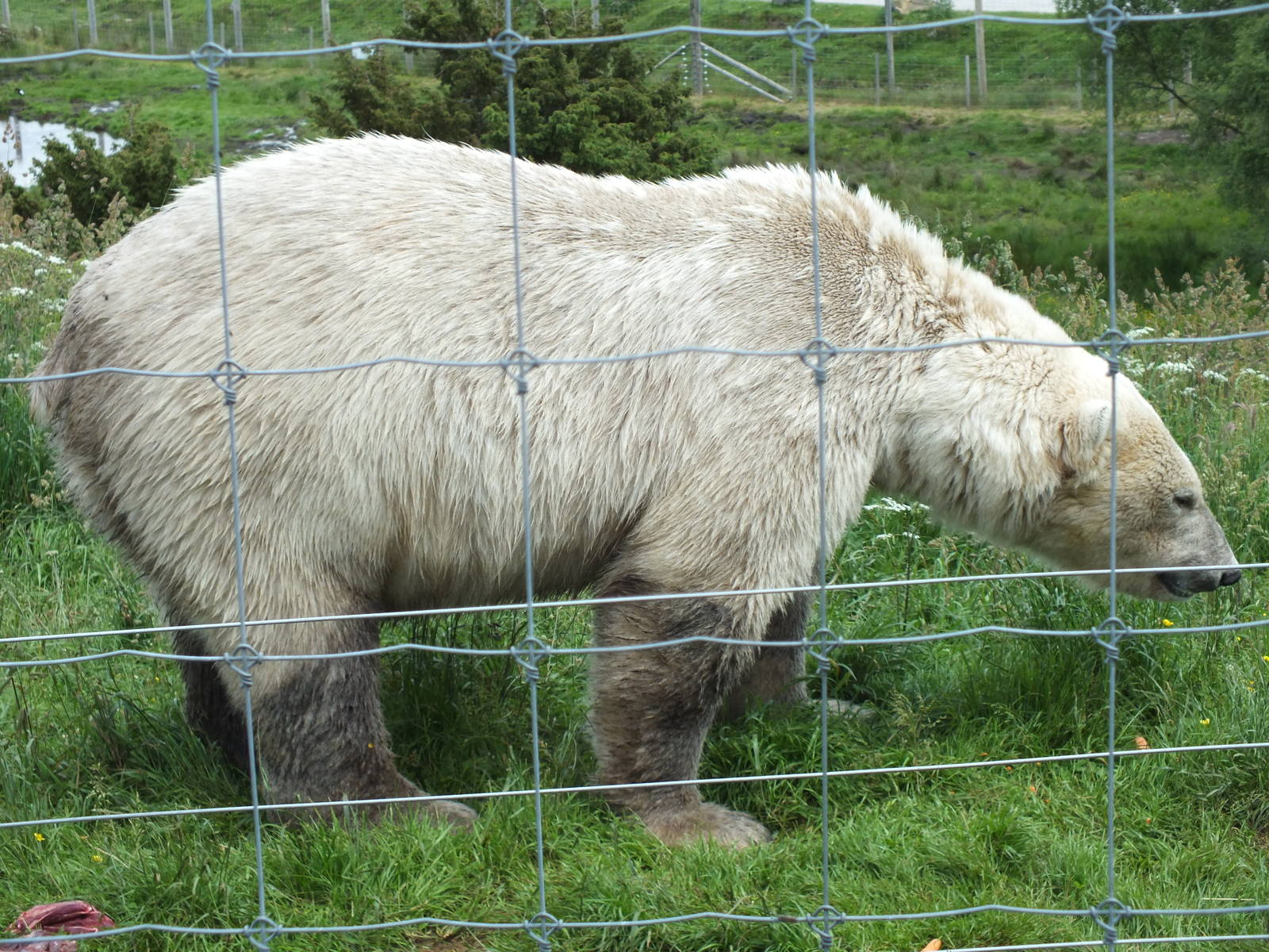 Polar Bear (Ursus maritimus) at Highland Wildlife Park - July 5th 2012