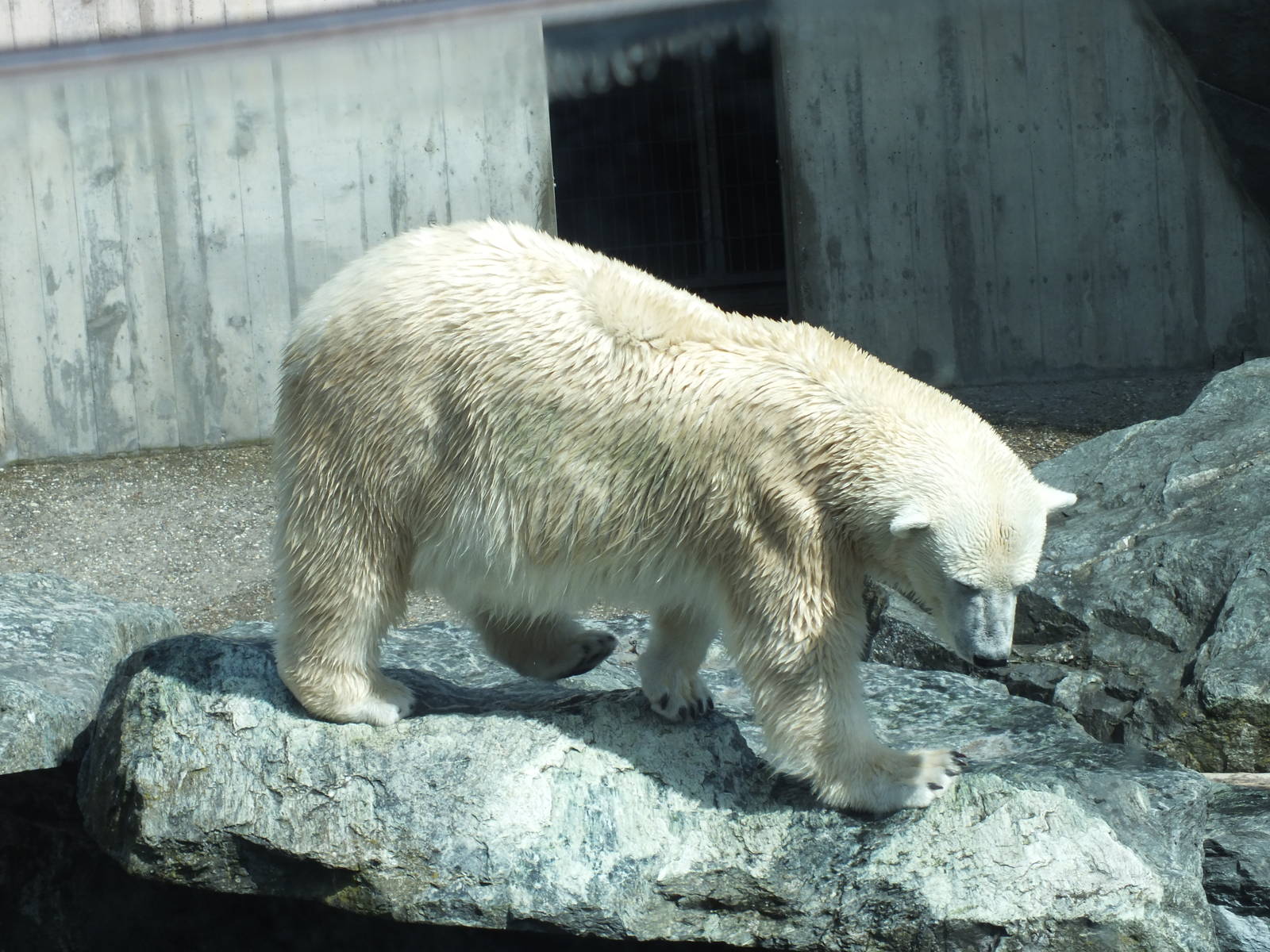 Polar Bear (Ursus maritimus) at Wilhelma - April 10th 2015