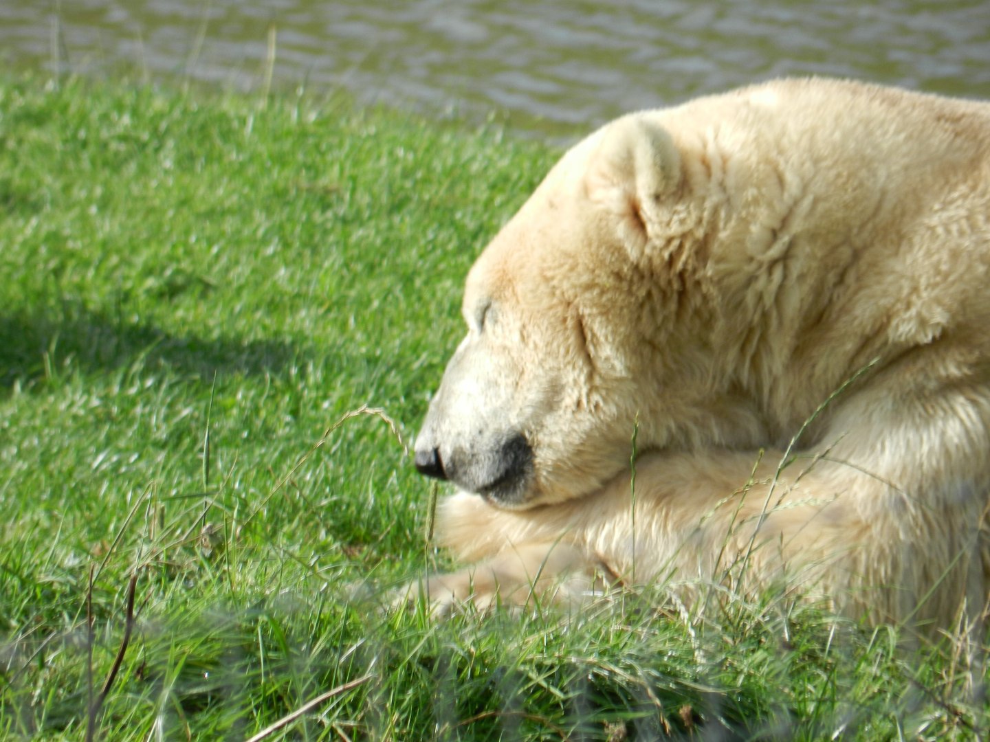 Polar Bear (Ursus Maritimus) at Yorkshire Wildlife Park, England
