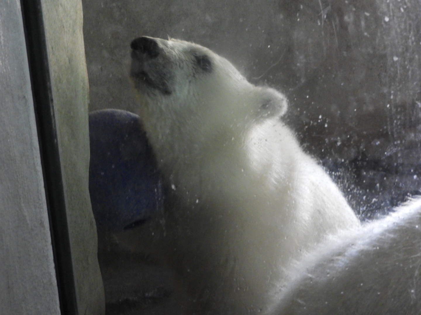 Polar Bear (Ursus maritimus) cub