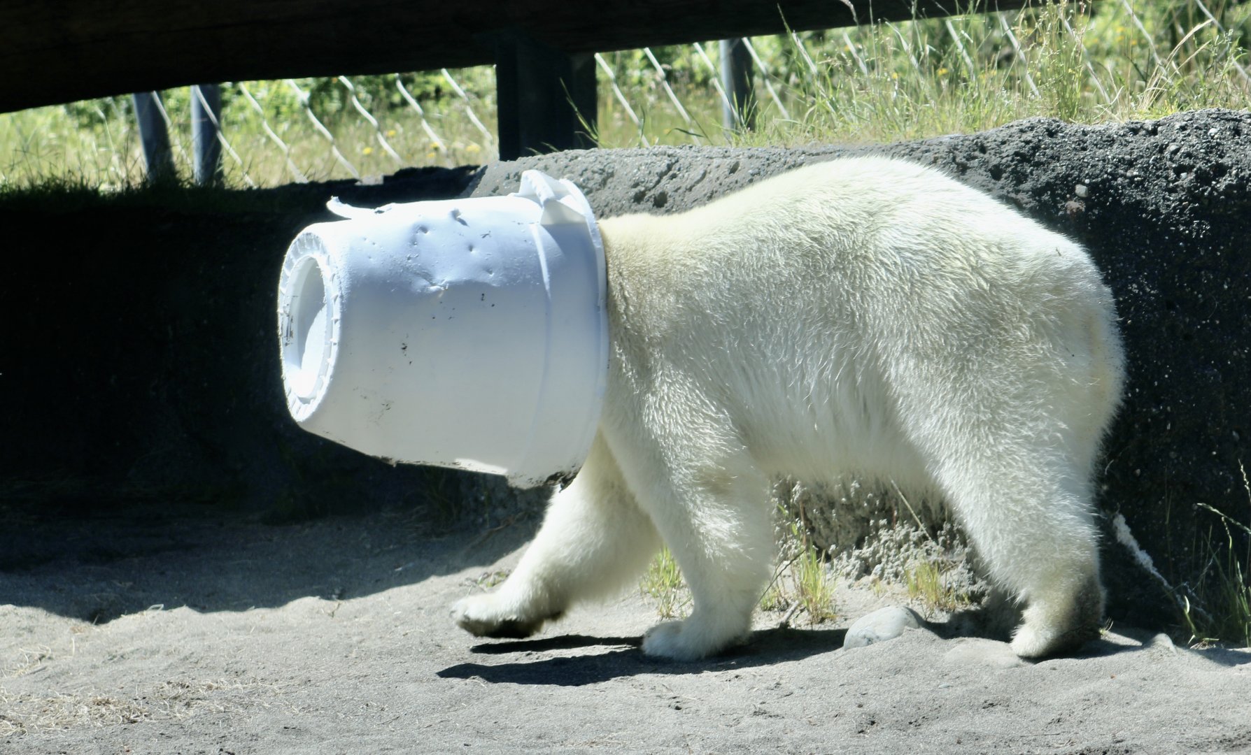 Polar Bear (Ursus maritimus) enrichment