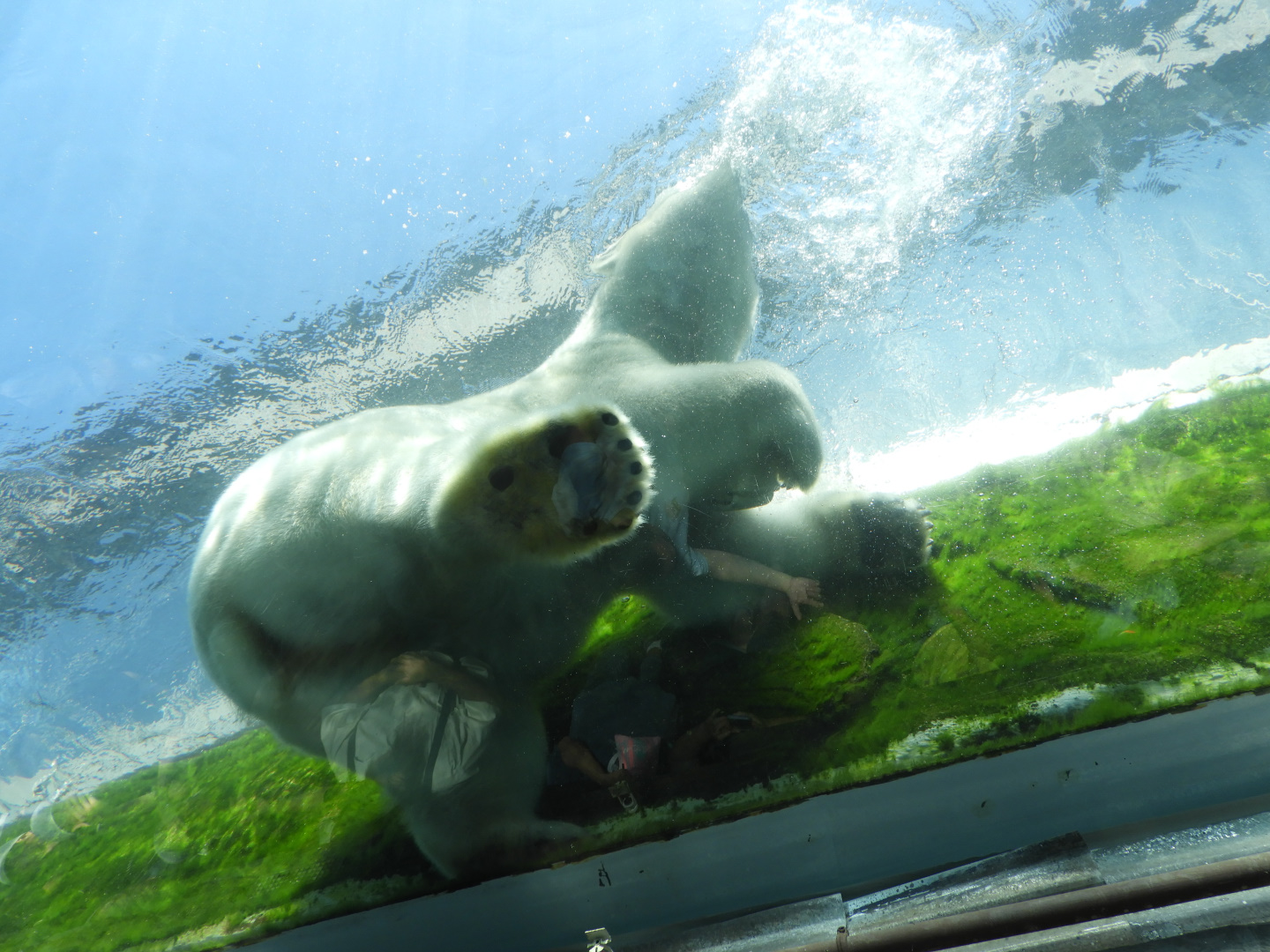 Polar Bear (Ursus maritimus) from Underneath