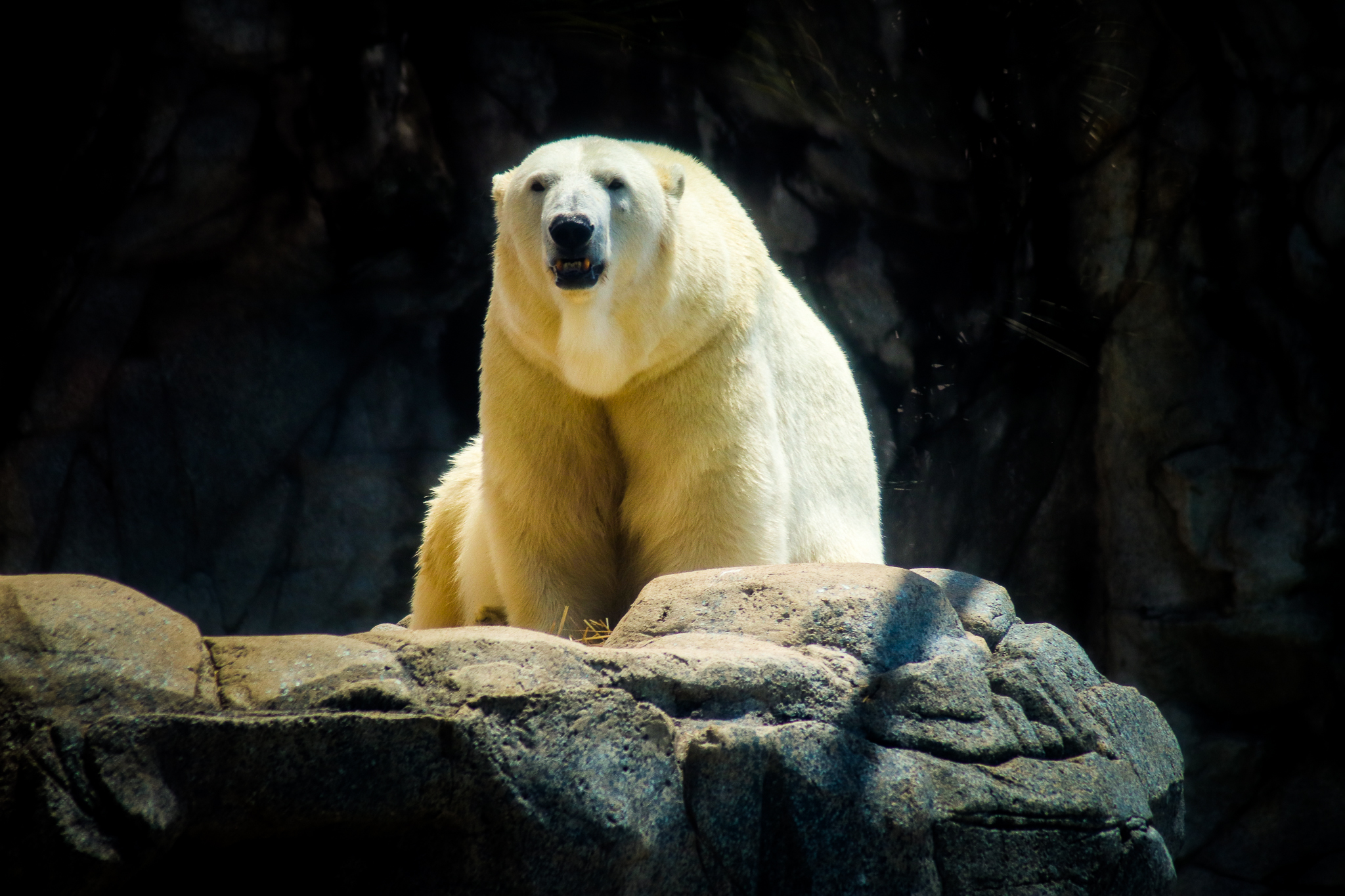 Polar Bear (Ursus maritimus) - Liya