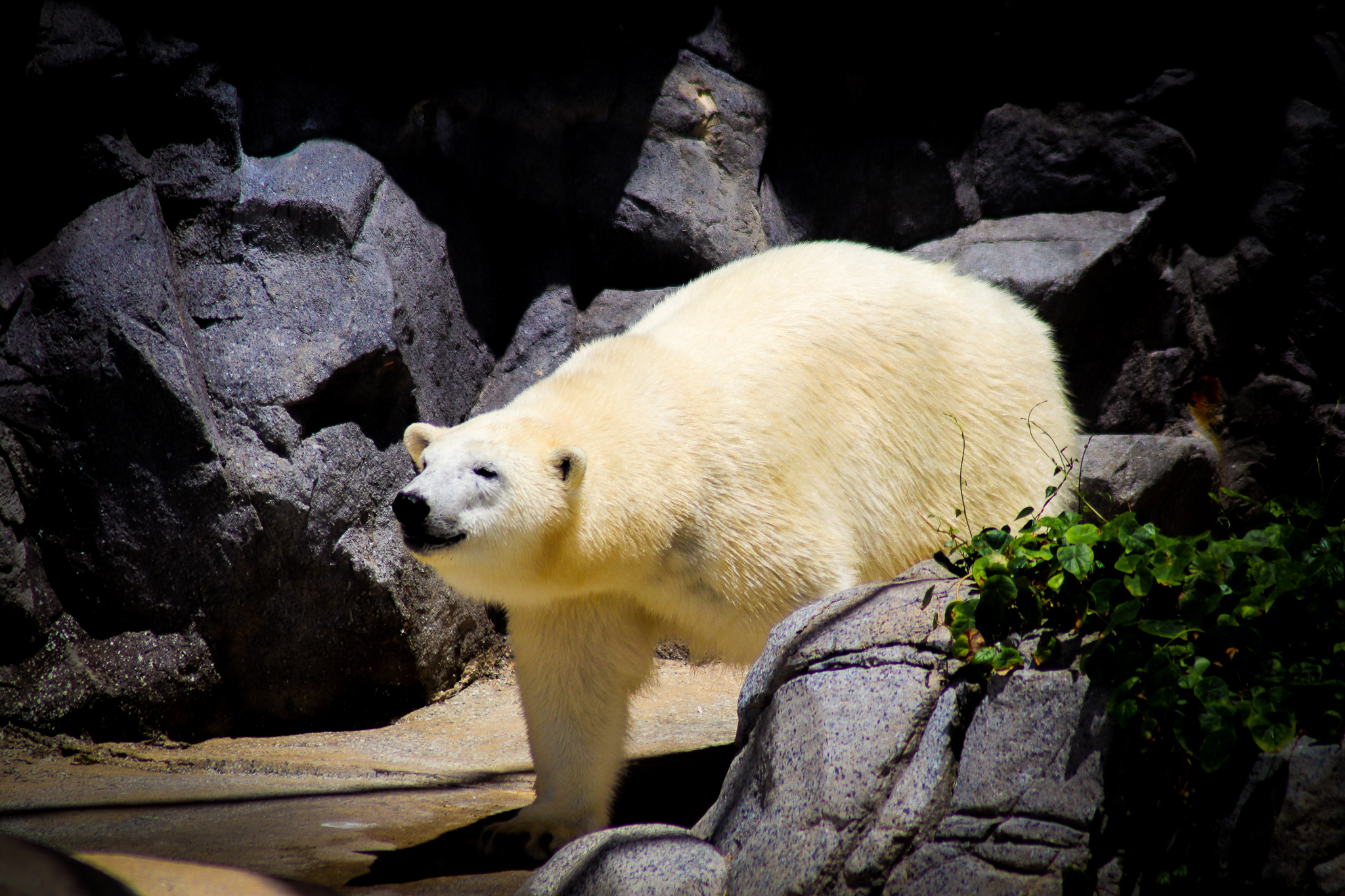 Polar Bear (Ursus maritimus) - Mishka