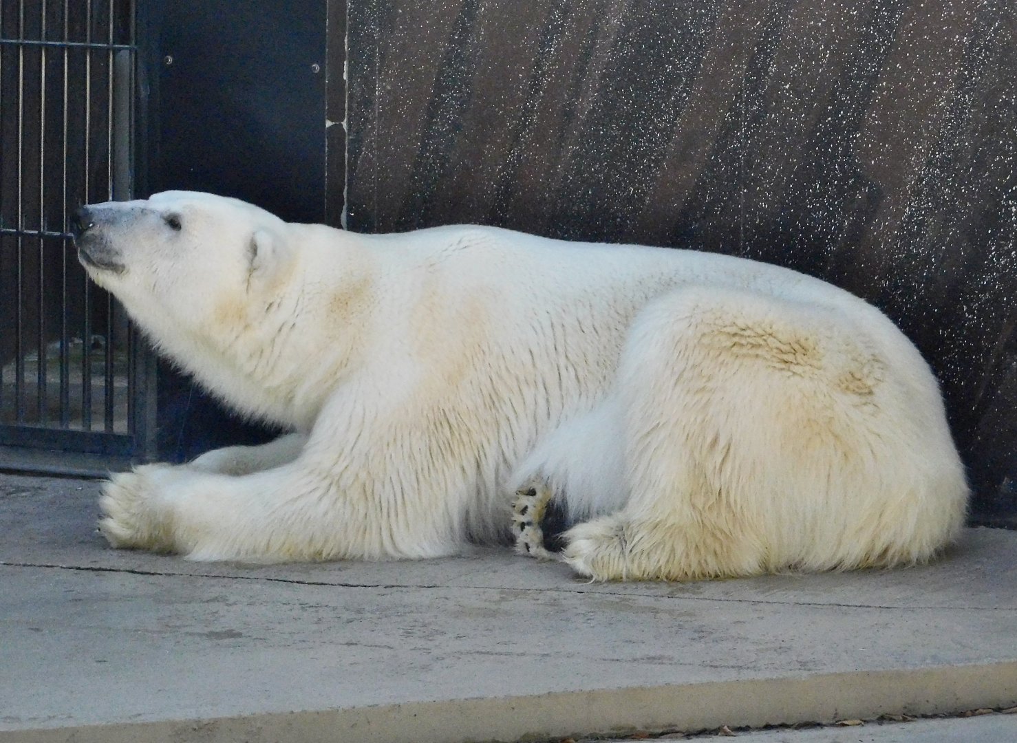 Polar Bear (Ursus maritimus) November 29, 2025