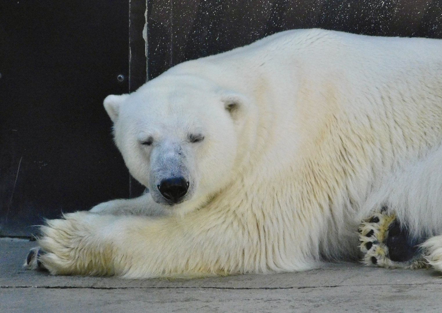 Polar Bear (Ursus maritimus) November 29, 2025
