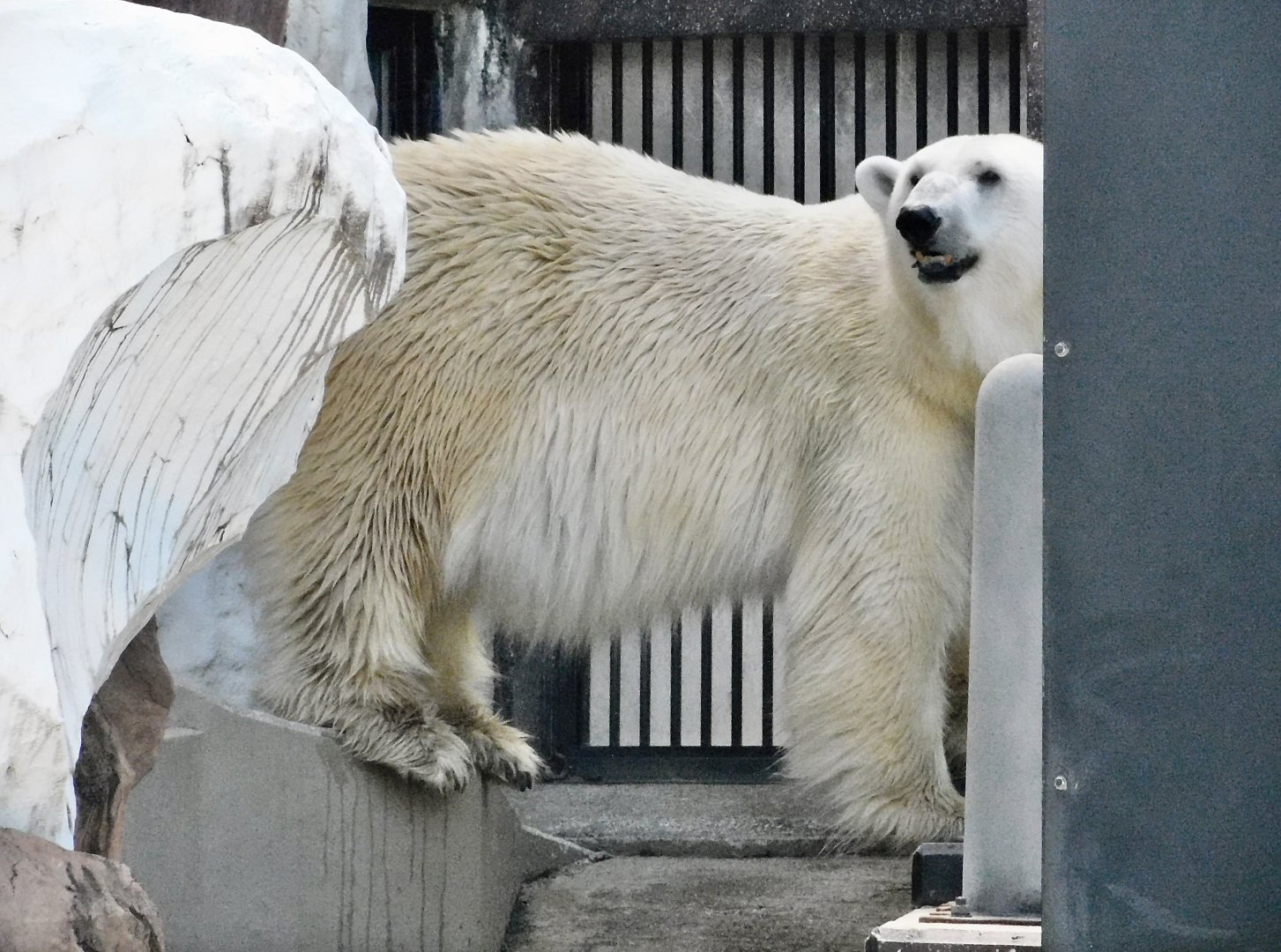 Polar Bear (Ursus maritimus) October 18, 2025