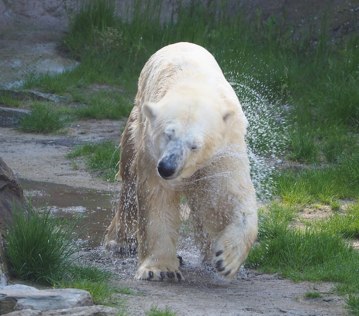 Polar bear (Ursus maritimus) shaking off water, 2023-05-16