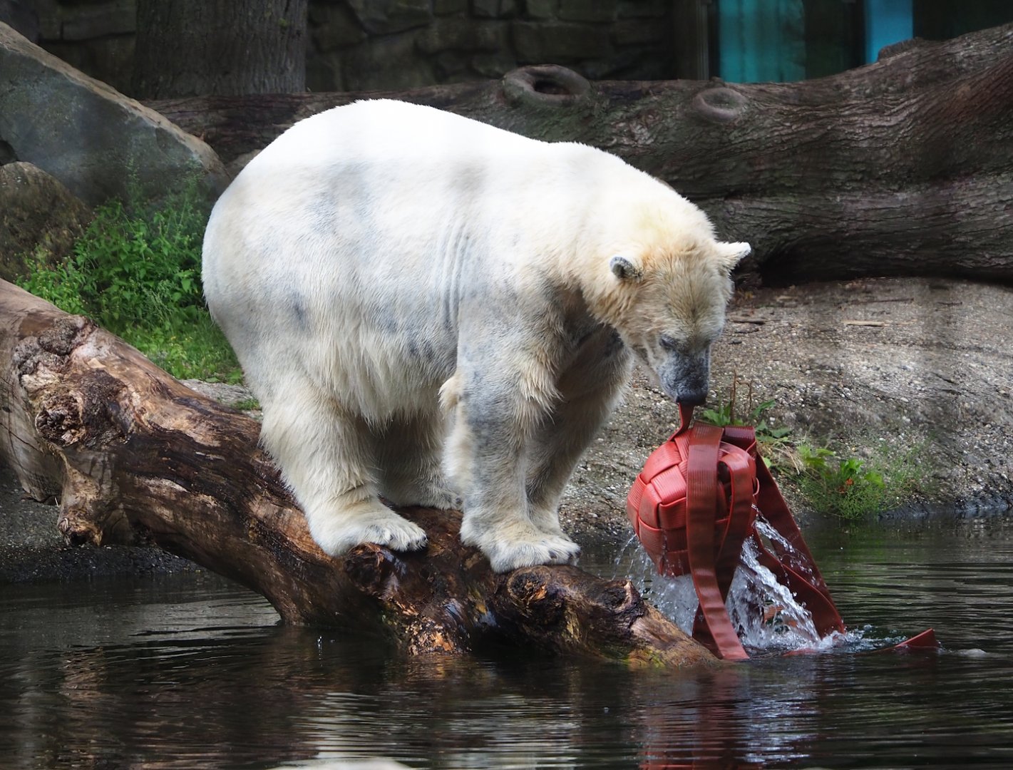 Polar bear (Ursus maritimus) with fire hose enrichment, 2023-08-17