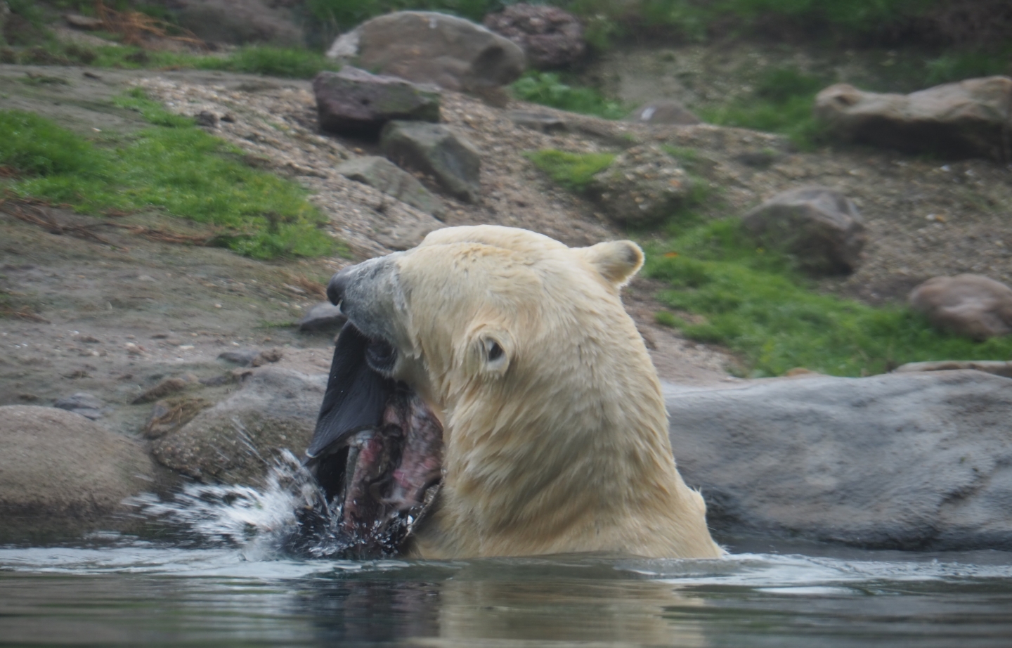 Polar bear (Ursus maritimus) with piece of skin (Nov 10th, 2018)