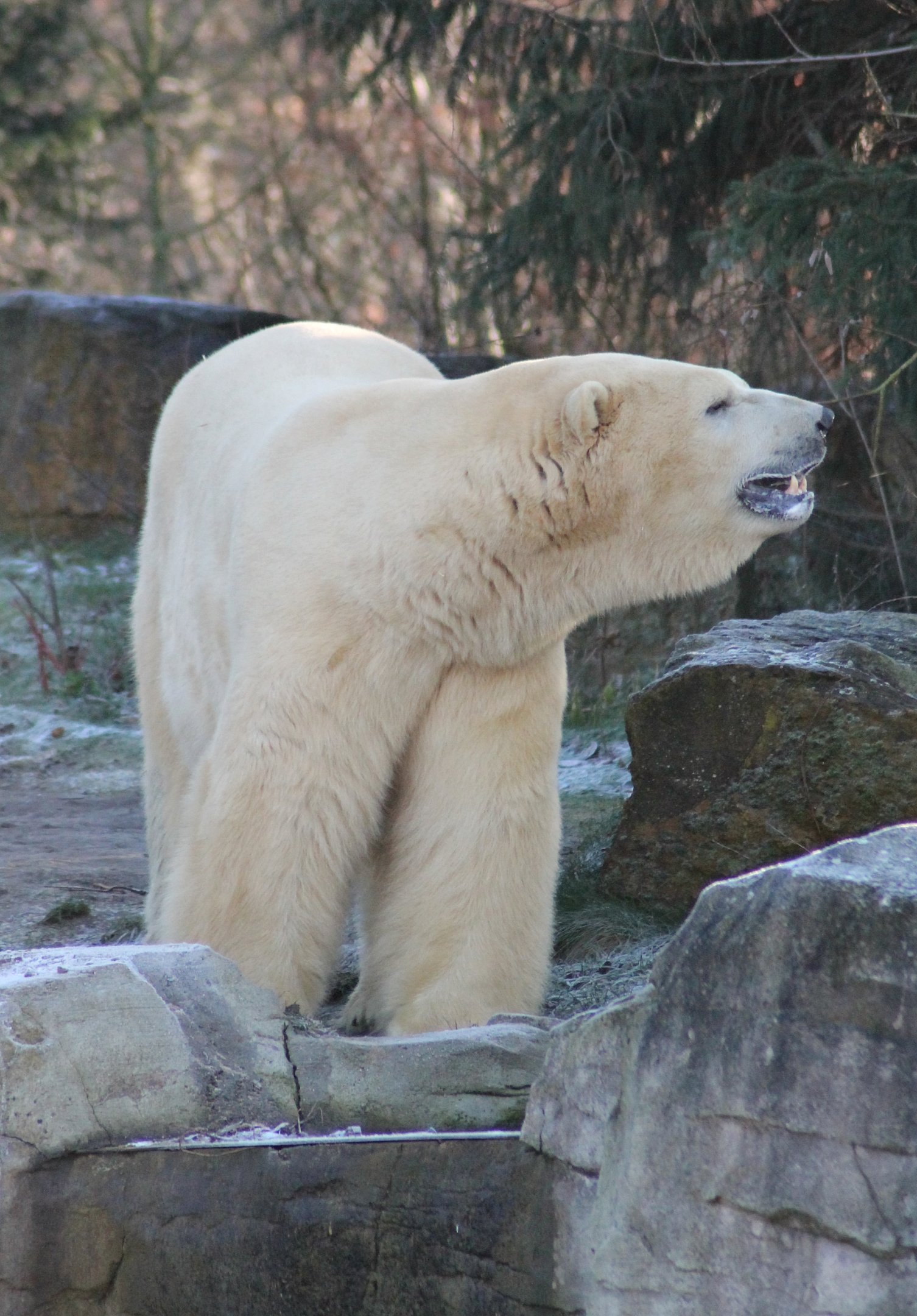 Polar bear (Ursus maritimus) - Yukon bay