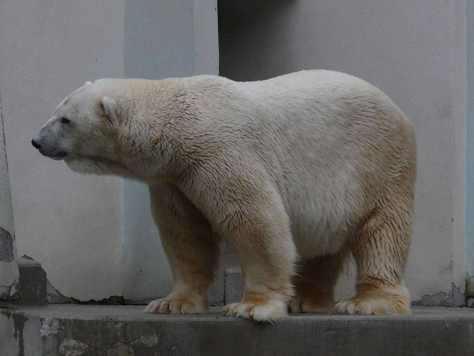 Polar bear/ Ursus maritimus