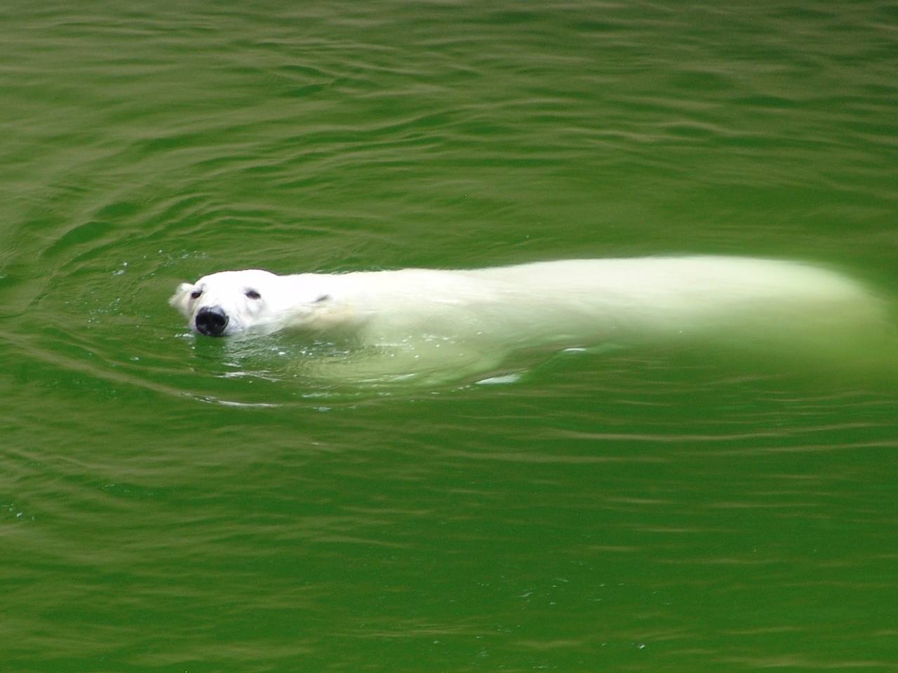 Polar Bear (Ursus maritimus)