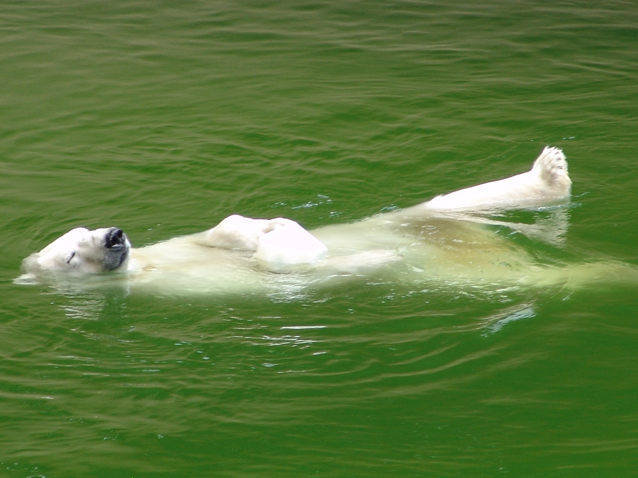 Polar Bear (Ursus maritimus)