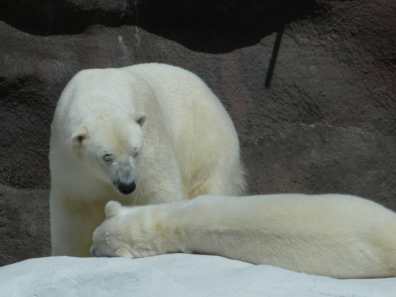 Polar bear/ Ursus maritimus