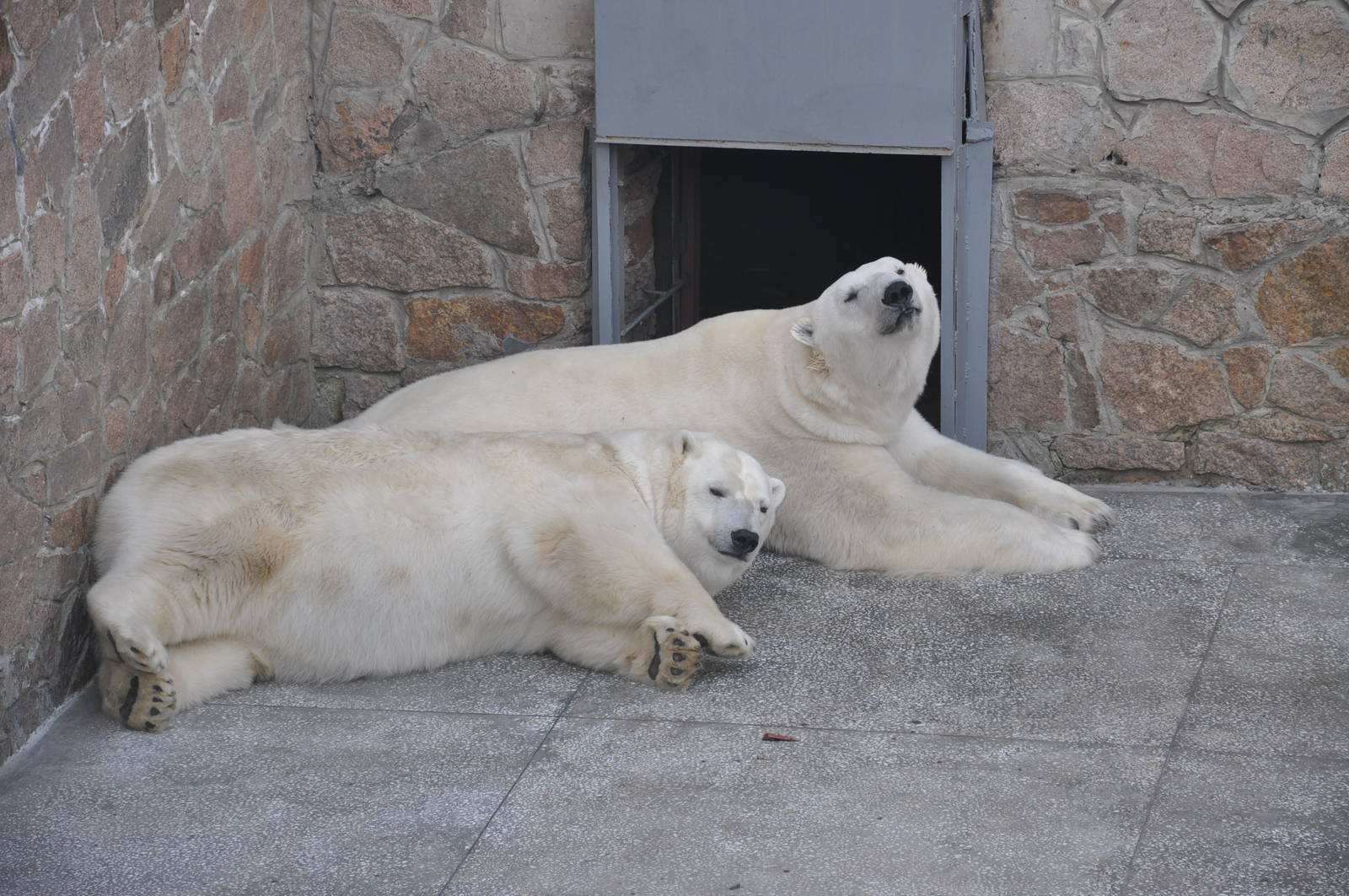 Polar bear/ Ursus maritimus