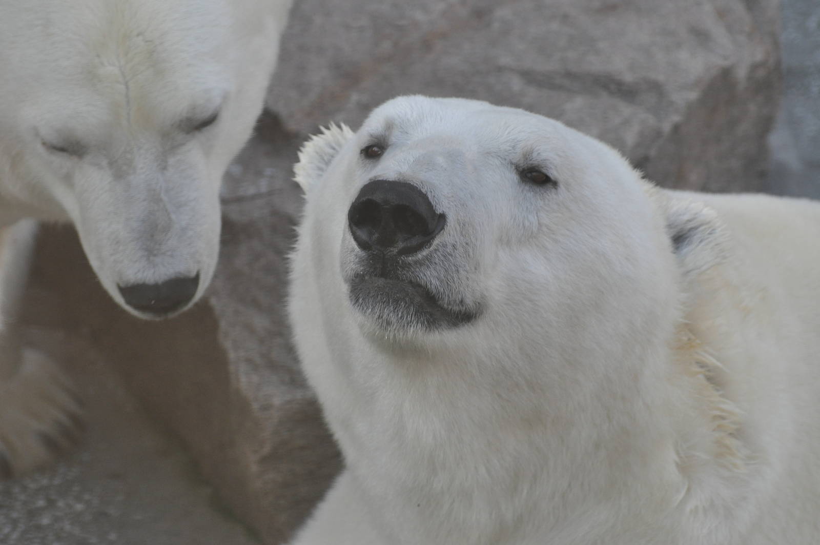 Polar bear/ Ursus maritimus