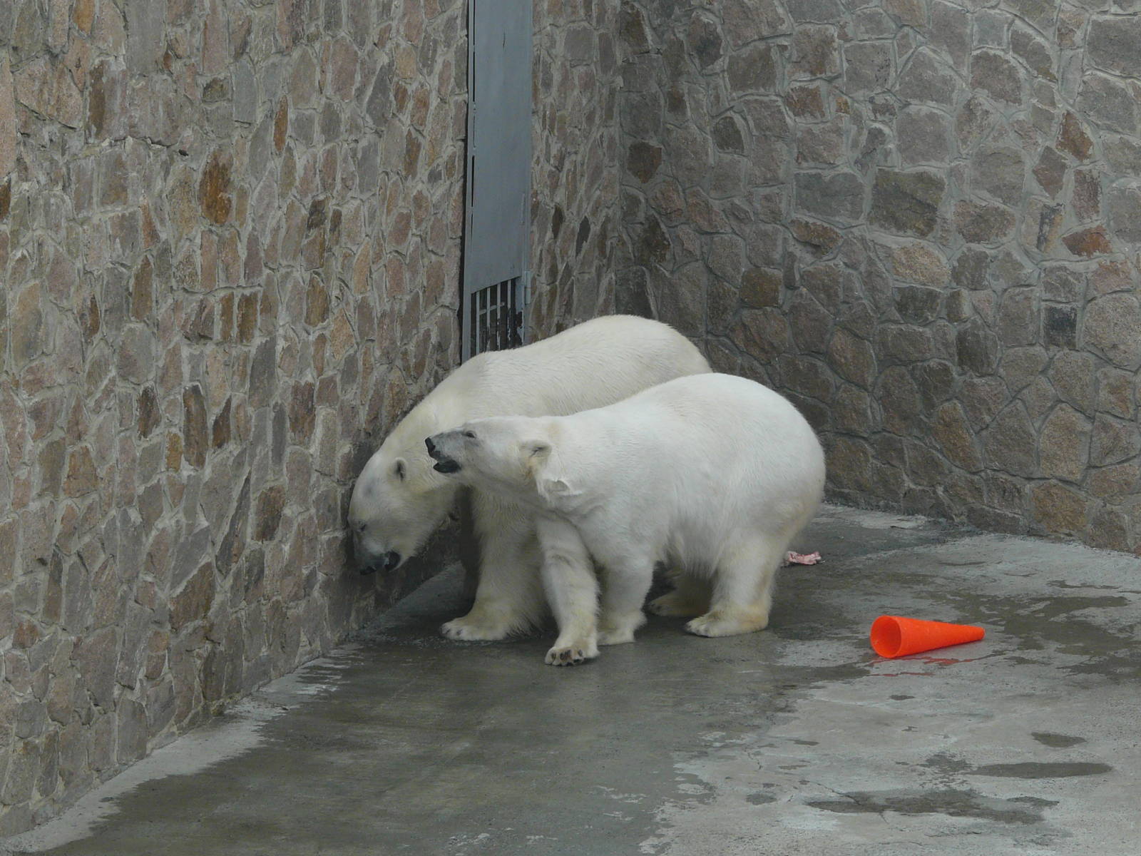 Polar bear/ Ursus maritimus