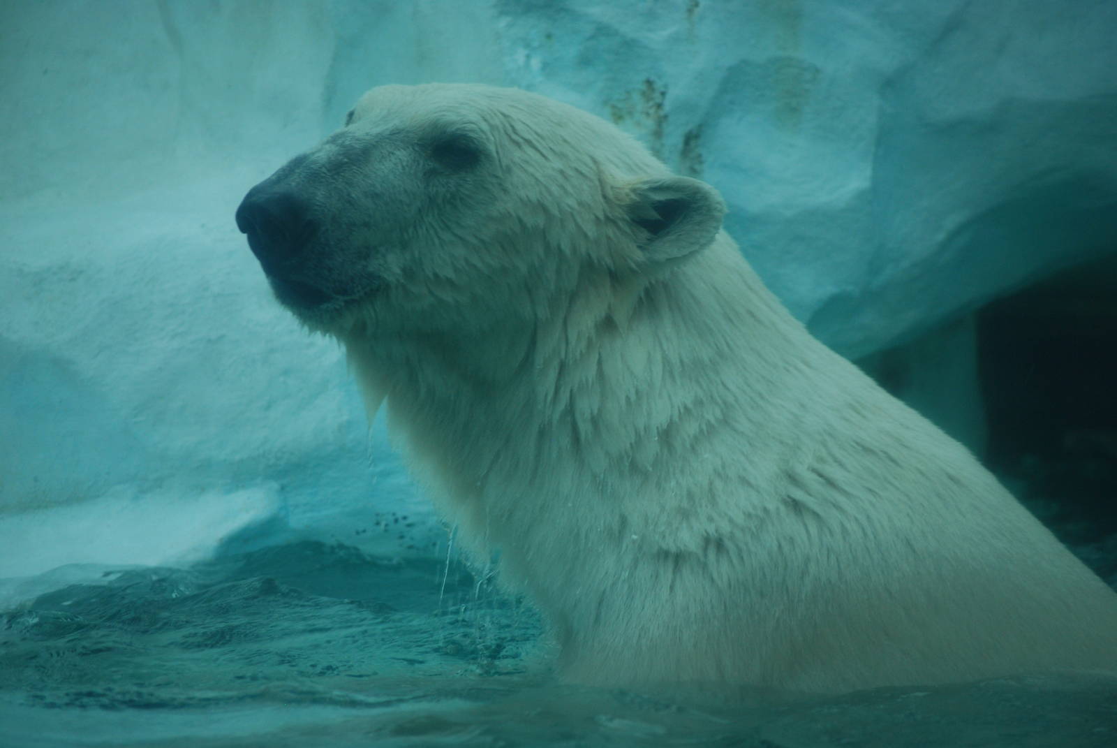 Polar bear (Ursus maritimus)