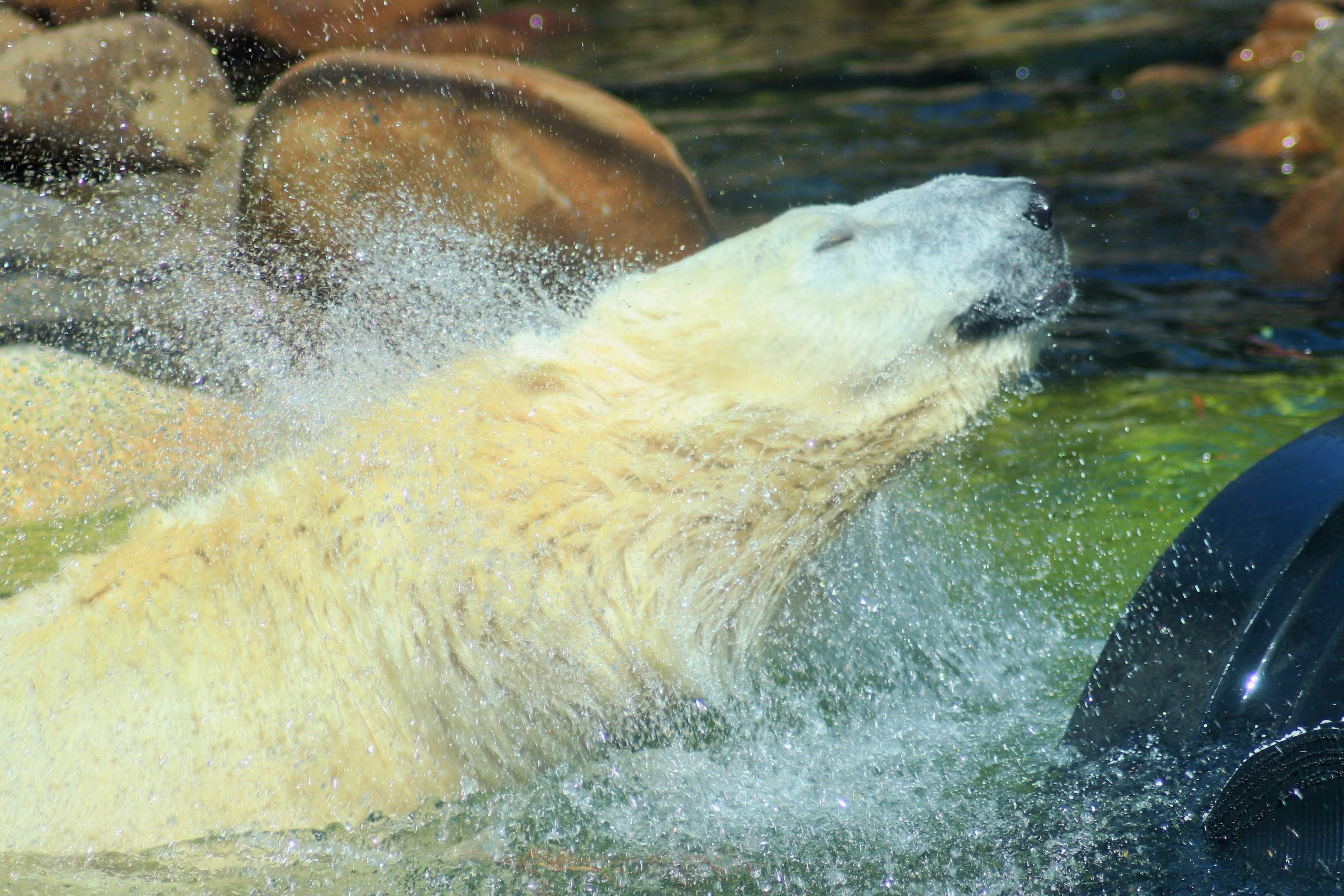Polar Bear (Ursus maritimus)