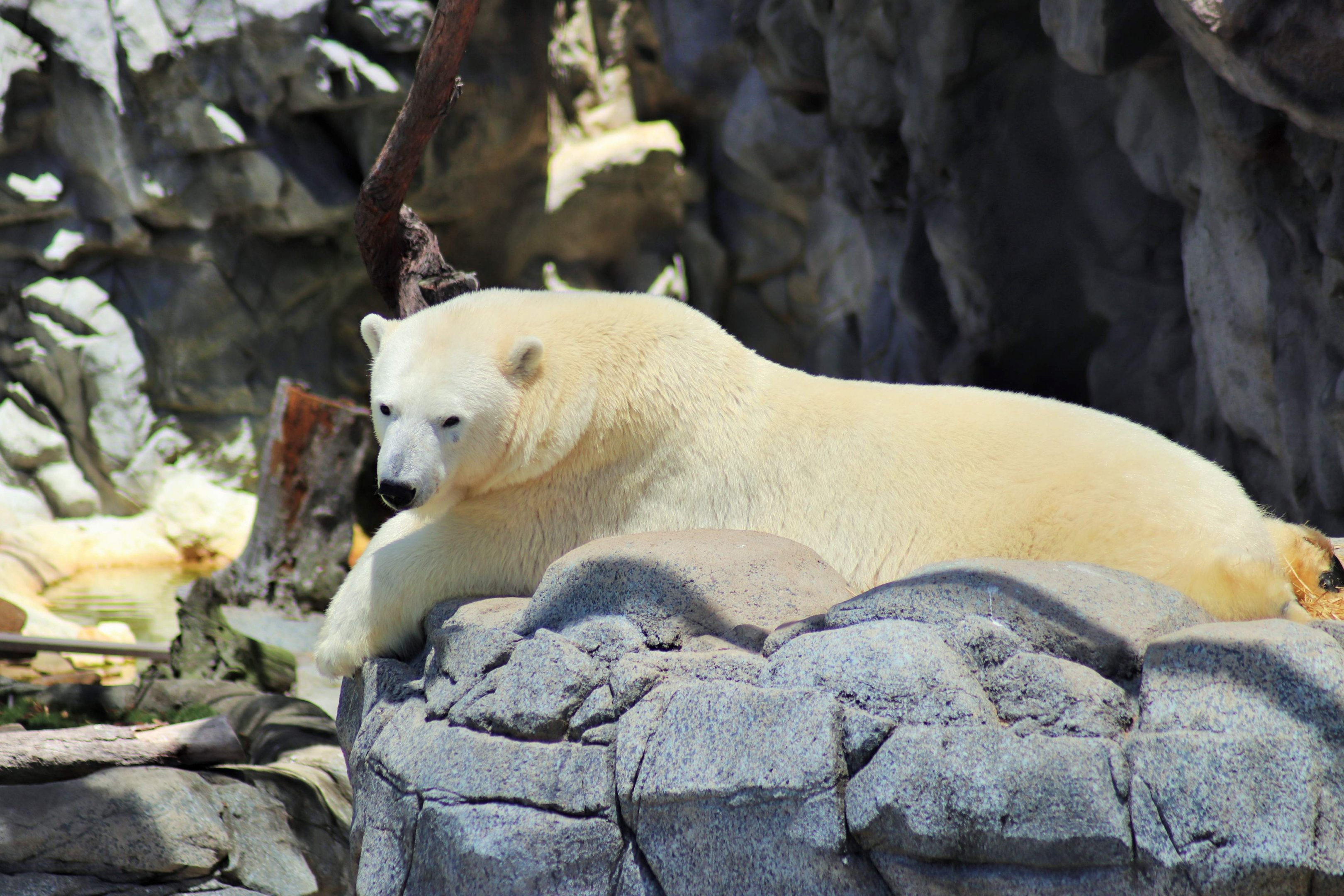 Polar Bear (Ursus maritimus)
