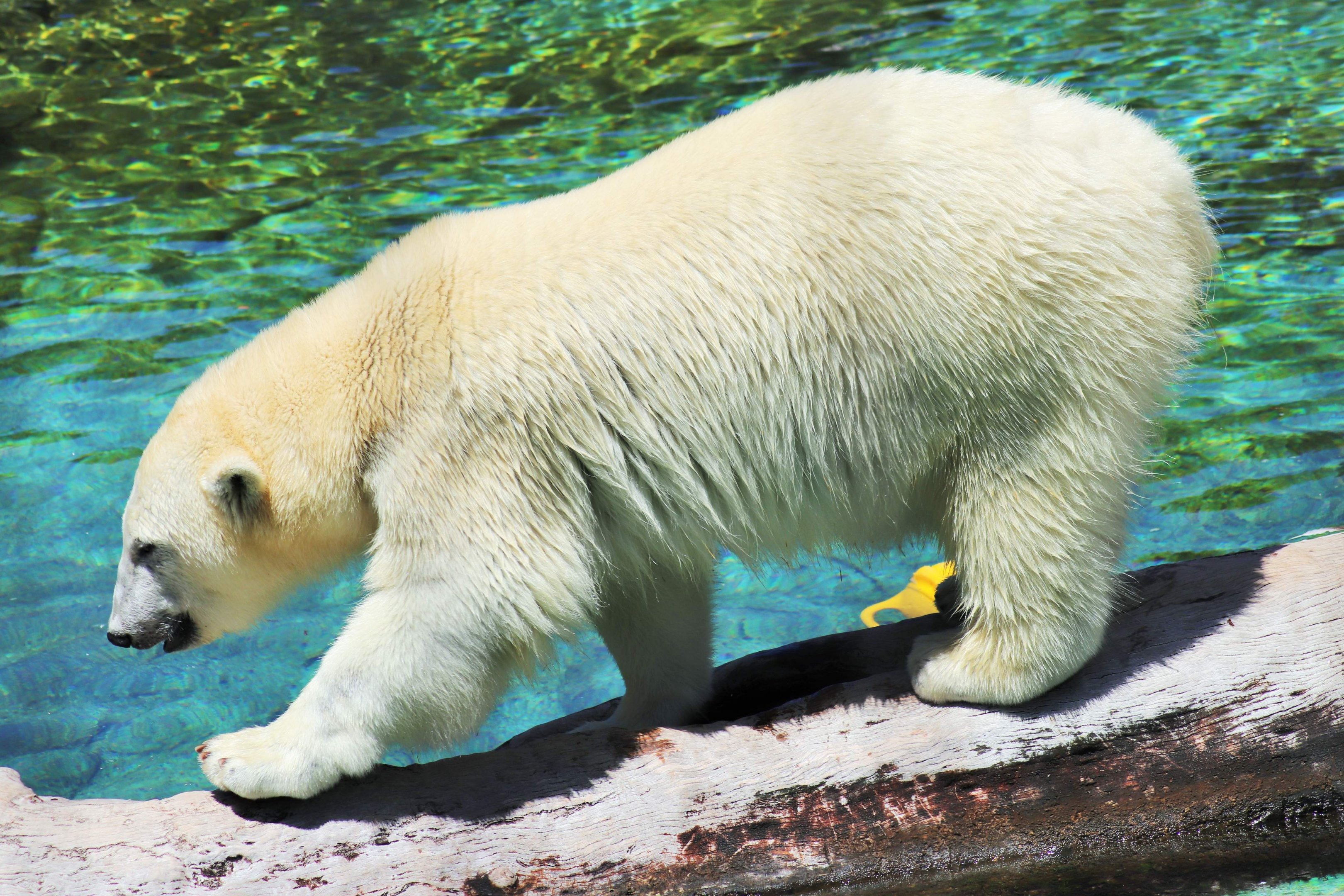 Polar Bear (Ursus maritimus)