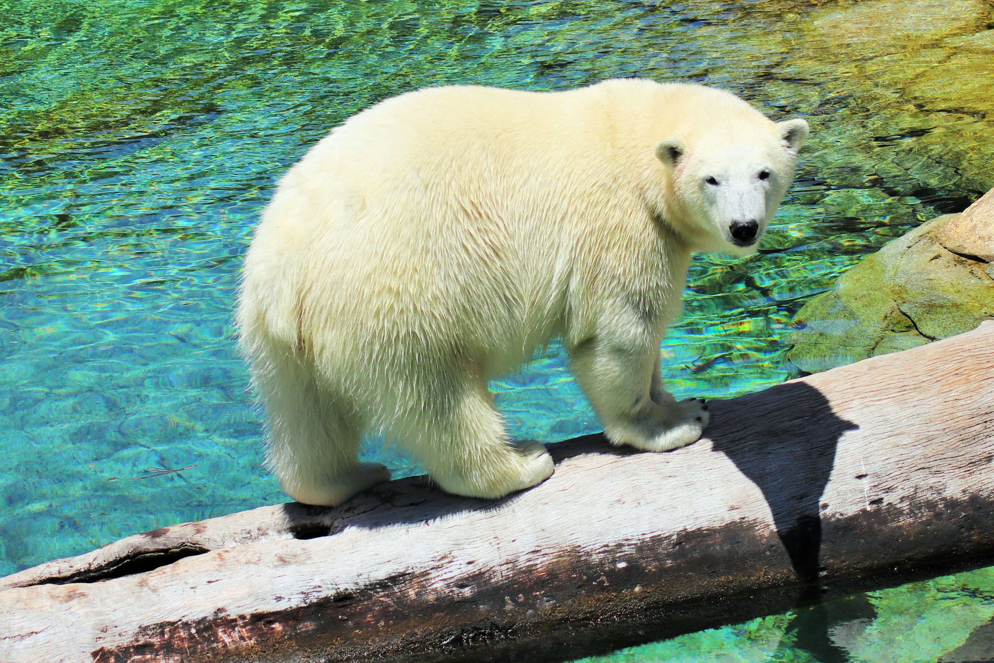 Polar Bear (Ursus maritimus)