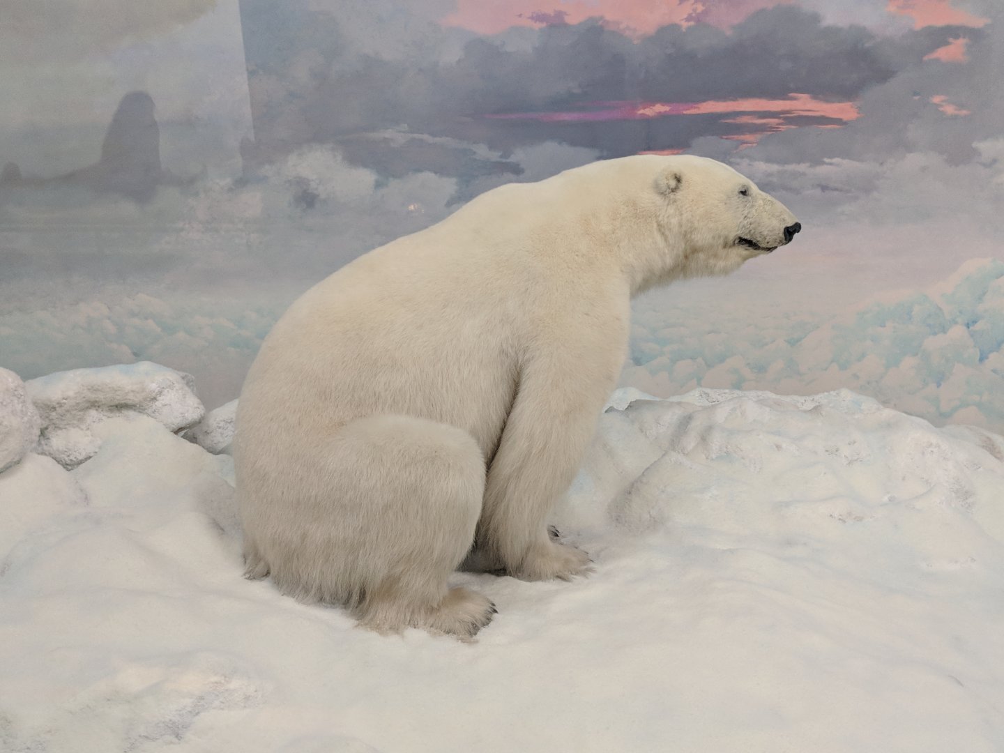 Polar bear (Ursus maritimus)